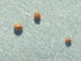 Foraminifera